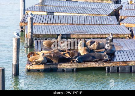 Seelöwen am K Dock am Pier 39, Fisherman's Wharf District, San Francisco, Kalifornien, USA Stockfoto