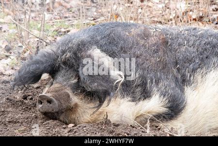 Wollschwein Seepark Kreuzlingen, Schweiz Stockfoto