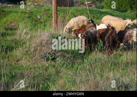 Eine Schaf- und Ziegenherde weidet auf einem Feld im Dorf Stockfoto