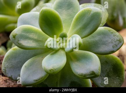 Zimmerpflanze, Sukkulentes Pachyphytum, isoliert, Nahaufnahme Stockfoto