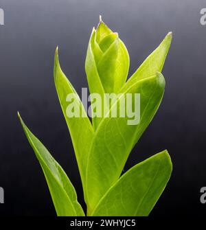 Die neuen hellgrünen Blätter der Zamioculcas Zamiifolia Zimmerpflanze über schwarzem Hintergrund. ZZ Pflanzenwachstum Stockfoto