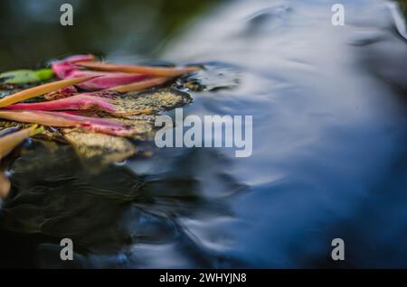 Makrofotografie, kalifornische Flora, Kunstpflanzen, Botanische Nahaufnahmen, Naturdetails, makroskopische Schönheit Stockfoto