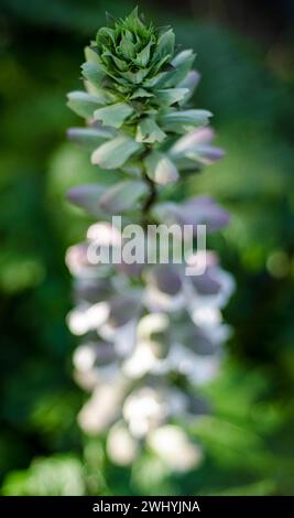 Makrofotografie, kalifornische Flora, Kunstpflanzen, Botanische Nahaufnahmen, Naturdetails, makroskopische Schönheit Stockfoto