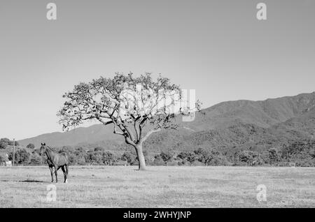 Santa Ynez Valley, Horse Ranches, Schwarzweiß, Schönheit des Reitsports, ländliche Landschaften Stockfoto