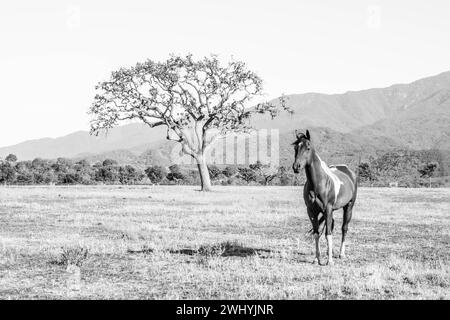 Santa Ynez Valley, Horse Ranches, Schwarzweiß, Schönheit des Reitsports, ländliche Landschaften Stockfoto