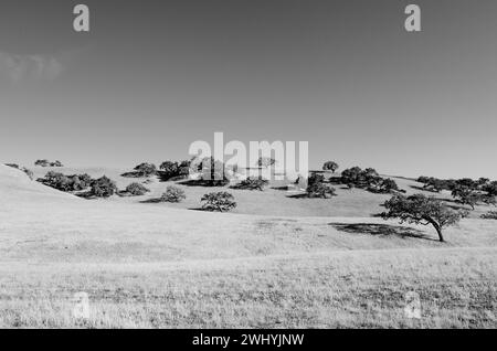 Santa Ynez Valley, Horse Ranches, Schwarzweiß, Schönheit des Reitsports, ländliche Landschaften Stockfoto