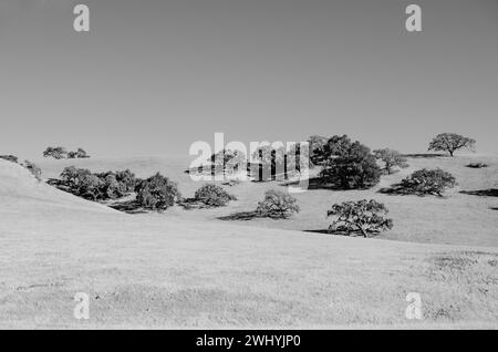 Santa Ynez Valley, Horse Ranches, Schwarzweiß, Schönheit des Reitsports, ländliche Landschaften Stockfoto