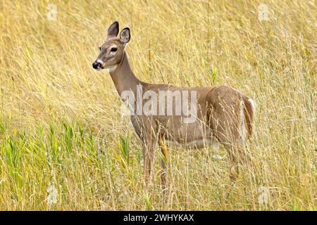 Weißschwanzhirsche stehen auf dem grasbewachsenen Feld. Stockfoto