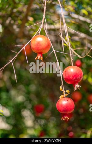 Hängend, reif, Granatäpfel, grüner Garten, frische Produkte, Obsternte, Gartenanlage, Bio Stockfoto