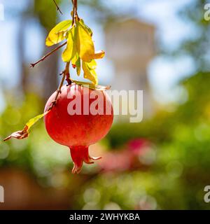 Hängend, reif, Granatäpfel, grüner Garten, frische Produkte, Obsternte, Gartenanlage, Bio Stockfoto