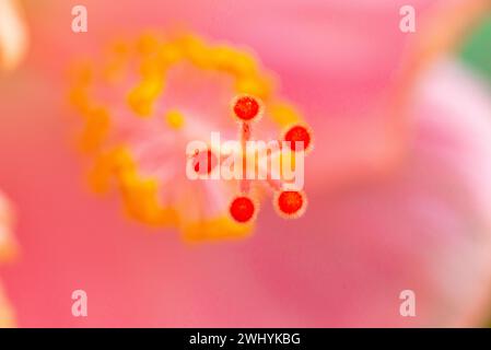 Makrofotografie, Hibiskusstamen, Blumendetails, Schönheit aus nächster Nähe, botanische Eleganz, die Feinheiten der Natur, exotische Blüte Stockfoto