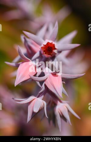 Makrofotografie, Lanceleaf Dudleya lanceolata, saftige Details, Schönheit aus nächster Nähe, botanische Eleganz, die Feinheiten der Natur Stockfoto