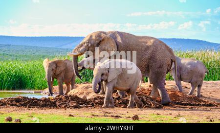 Addo Elephant Park Südafrika, Elefantenfamilie im Addo Elephant Park Stockfoto