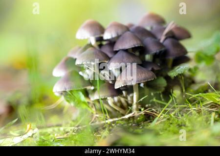 Gruppe von Pilzen (wahrscheinlich Psathyrella pygmaea), Pilze mit braunen Kappen und dünnen weißen Hohlstämmen in grünem Moos in einem Deziduou Stockfoto