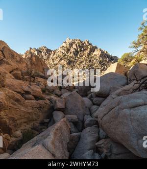 Yucca-Baum, Joshua Tree-Nationalpark, Sterne, geringe Tiefe des Feldes, Brenizer-Effekt Stockfoto