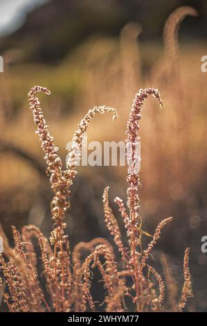 Amaranthus palmeri, Hintergrundbeleuchtung, Naturkulisse, Pflanze, botanische Schönheit, Wildblume, Sonnenbeleuchtet Stockfoto