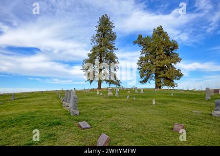 Zwei hohe Bäume unter blauem Himmel auf einem Friedhof. Stockfoto