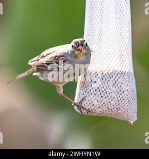 Sparrow, Hoch, Mesh Vogelfutter, Teleobjektiv, Wildtierfotografie, Nahaufnahme, Vogel, gefiedert, kleiner Vogel, Natur Stockfoto