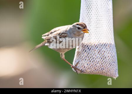 Sparrow, Hoch, Mesh Vogelfutter, Teleobjektiv, Wildtierfotografie, Nahaufnahme, Vogel, gefiedert, kleiner Vogel, Natur Stockfoto