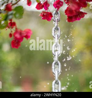 Regenwasser, Tropfen, Dekorative Kette, Dachrinne, Bougainvillea Blumen, Hintergrund, Regnerisch, Fließend, Wassertropfen Stockfoto