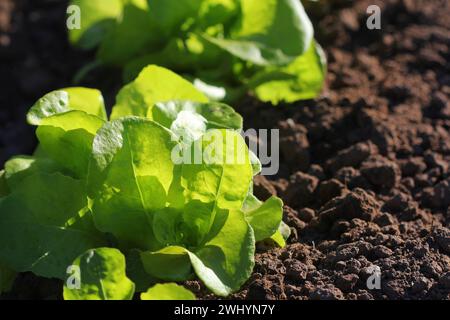 Grüner Salat wächst im Garten wächst. Gesunde vegetarische Kost Stockfoto