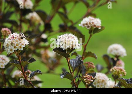 Blühende Sorte gewöhnlicher ninebark, Physocarpus opulifolius Sommerwein, im Sommergarten Stockfoto