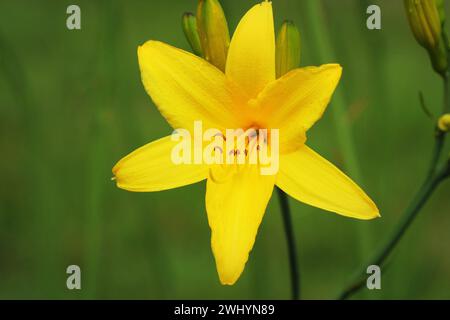 Blütenzweig Hemerocallis lililioasphodelus (auch Zitronenlilie, gelbe Taglilie, Hemerocallis flava genannt). Hemerocallis flava K Stockfoto