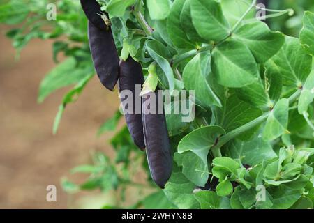 Samenkapseln von Gartenerbsen, Pisum sativum. Violette Erbsen. Frische Erbsen in lila Schote, die an Zweigen im Garten hängen. Naturgarde Stockfoto