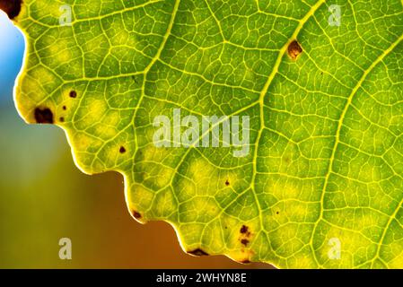 Makro, Bild, Hintergrundbeleuchtetes Blatt, Blattvenenstruktur, Hinterleuchtung, lebendig, Natur, Nahaufnahme, Botanik, hintergrundbeleuchtetes Laub Stockfoto