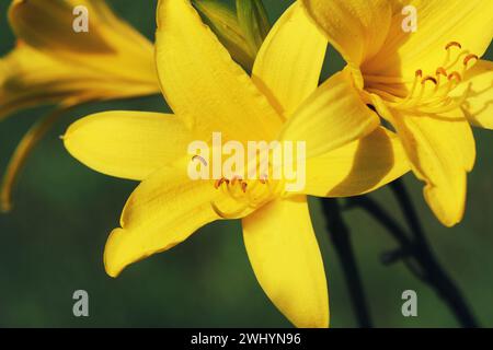 Blütenzweig Hemerocallis lililioasphodelus (auch Zitronenlilie, gelbe Taglilie, Hemerocallis flava genannt). Hemerocallis flava K Stockfoto