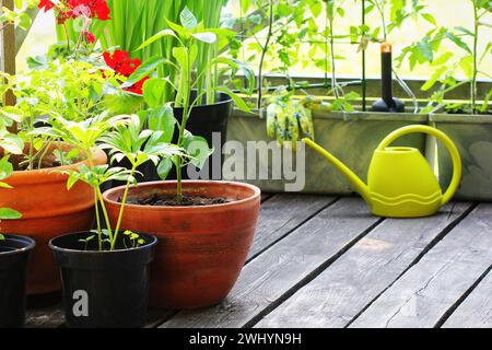 Container Gemüse im Garten arbeiten. Gemüsegarten auf Terrasse. Blume, Tomaten wachsen in Container Stockfoto