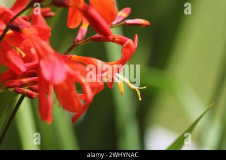 Crocosmia oder Montbretia Pflanze in Blüte mit orangen Blüten Stockfoto