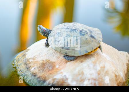 Rotohr Slider, Rotohr Terrapin, Trachemys Scripta Elegans, Sonnenuntergang, Kalifornien, Nahaufnahme Foto Stockfoto