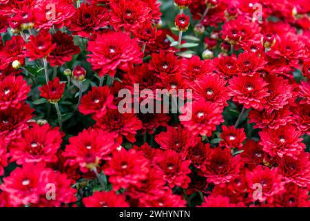 Frischer bunter Blumenstrauß auf Einem lokalen Bauernmarkt Stockfoto