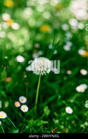 Flauschiger Löwenzahn wächst auf einer grünen Wiese zwischen weißen Gänseblümchen Stockfoto