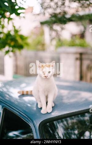 Weiß-rote Katze mit einem schmerzenden Auge sitzt auf dem Dach des Autos Stockfoto