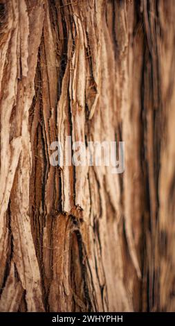 Makro, Foto, Klobig, Baumrinde, Kiefernrinde, Textur, Bäume, Wald, Nahaufnahme, Natur, Wald, Natürliche Muster Stockfoto