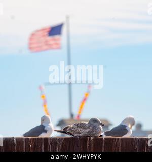 Möwe, Santa Barbara Harbor, Boote, Hoch Stehend, Tierwelt, Küste, Vogel, Küste, Möwe Hoch, Hafenszene, Santa Barbara, Seagull Bird Stockfoto