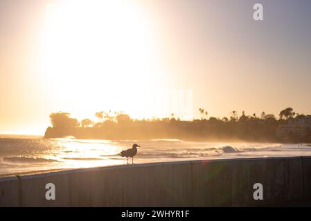 Silhouette, Sonnenuntergang, Surfer, Longboard, Hund, Möwe, Vivid, Hintergrundbeleuchtung, Ledbetter Surf, Küstenszene, Silhouetten Bei Sonnenuntergang, Strandleben Stockfoto