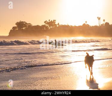 Silhouette, Sonnenuntergang, Surfer, Longboard, Hund, Möwe, Vivid, Hintergrundbeleuchtung, Ledbetter Surf, Küstenszene, Silhouetten Bei Sonnenuntergang, Strandleben Stockfoto