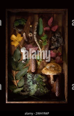 Gefundene Objekte aus dem Wald lagen in einer Holzkiste mit Baumrinde, Pilzen, Blättern und Kegeln, Stillleben auf einer dunklen Ba Stockfoto