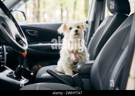 Weißer, flauschiger Hund sitzt im Auto auf dem Beifahrersitz und ist fahrbereit Stockfoto