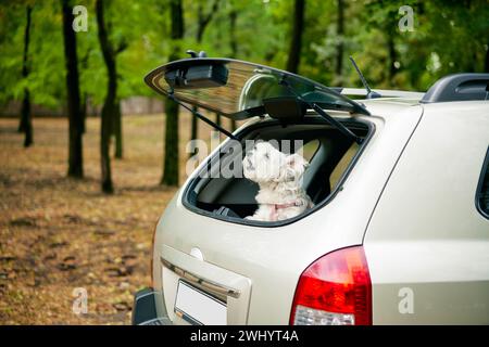 Süßer, lustiger Hund, der aus dem offenen Kofferraum im Auto blickt und draußen über Waldhintergrund bellt. Stockfoto