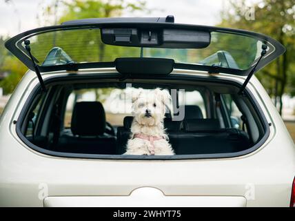 Ein süßer, lustiger Hund, der aus dem offenen Kofferraum im Auto blickt und aufmerksam in die Kamera blickt Stockfoto