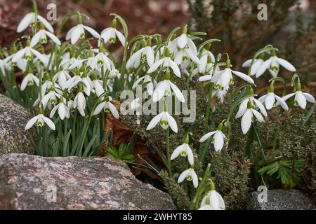 Schneeglöckchen im Frühling Stockfoto