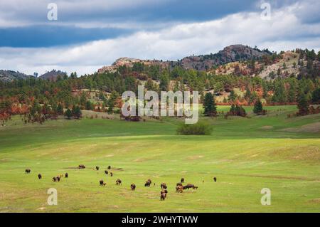 Eine Herde Bisons grast auf einer hellgrünen Wiese unter bewaldeten Hügeln, mit dunklen Wolken darüber, im Custer State Park, South Dakota. Stockfoto