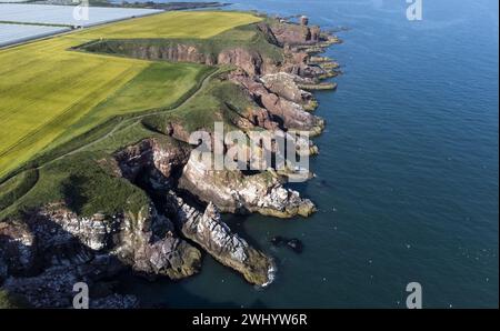 Aktenfoto vom 07/21 der Arbroath Cliffs. Fast zwei Drittel der Schotten wollen einen neuen Nationalpark mit Küsten- und Meeresgebieten, wie die Umfragen zeigen. Studien von Survation haben ergeben, dass 33 % dies nachdrücklich unterstützen, während weitere 30 % die Idee etwas unterstützen. Ausgabedatum: Montag, 12. Februar 2024. Stockfoto