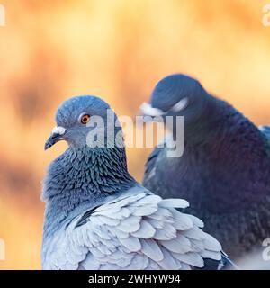 Nahaufnahme, Taubenkopf, Federstruktur, Schillernde Federn, Taubenmakro, Vogelfotografie, Vogeldetails, Feathery Beauty Stockfoto