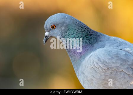 Nahaufnahme, Taubenkopf, Federstruktur, Schillernde Federn, Taubenmakro, Vogelfotografie, Vogeldetails, Feathery Beauty Stockfoto