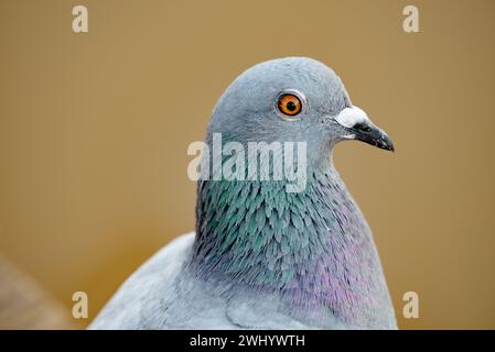 Nahaufnahme, Taubenkopf, Federstruktur, Schillernde Federn, Taubenmakro, Vogelfotografie, Vogeldetails, Feathery Beauty Stockfoto